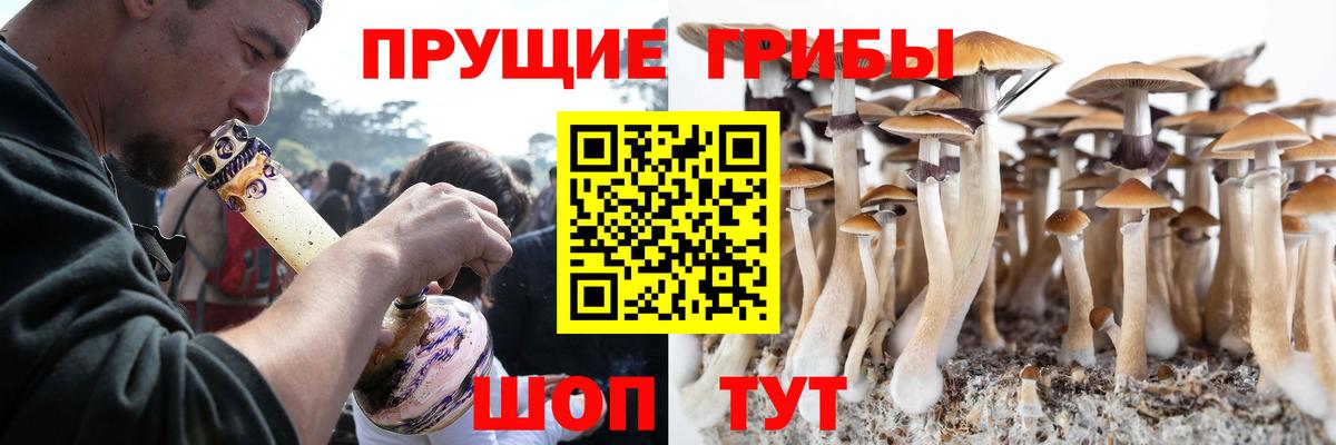 Галлюциногенные грибы Psilocybe Острогожск
